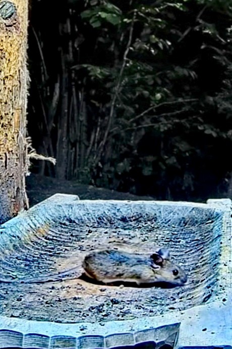 livebirdspoland_f67c61fba8b45cb1e3dbf4c3c93c9653.jpg