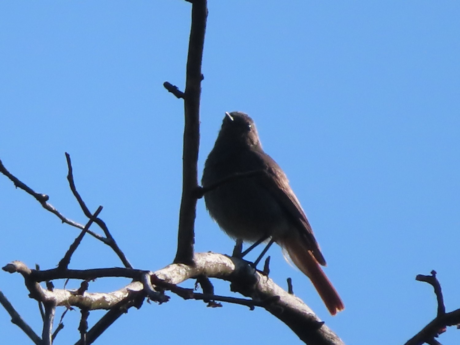 livebirdspoland_4e38e75f698585d00eb5e576a2f44972.jpg