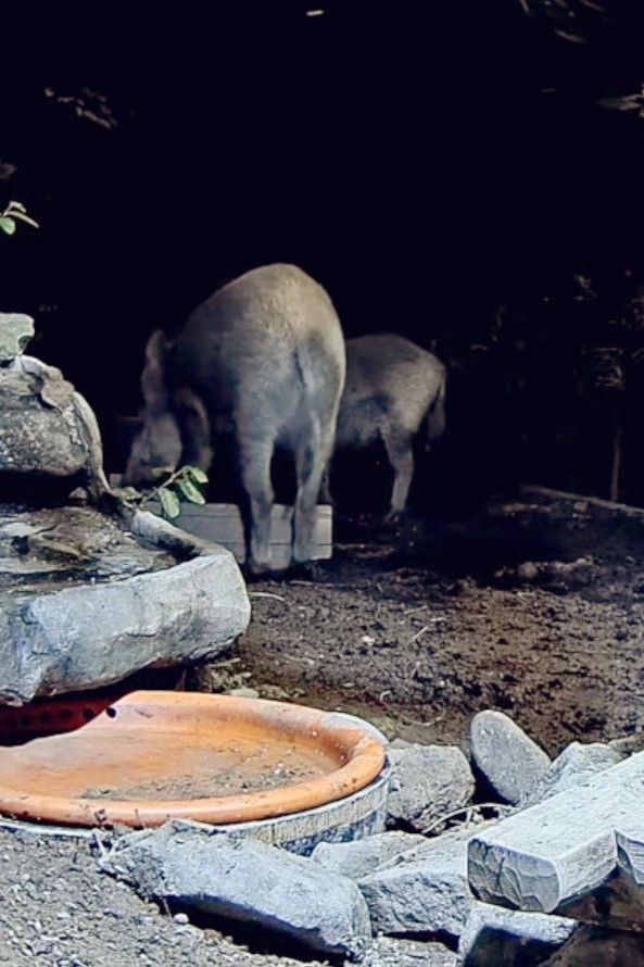 livebirdspoland_63353b35dbe75fe522b734d8b2f91485.jpg