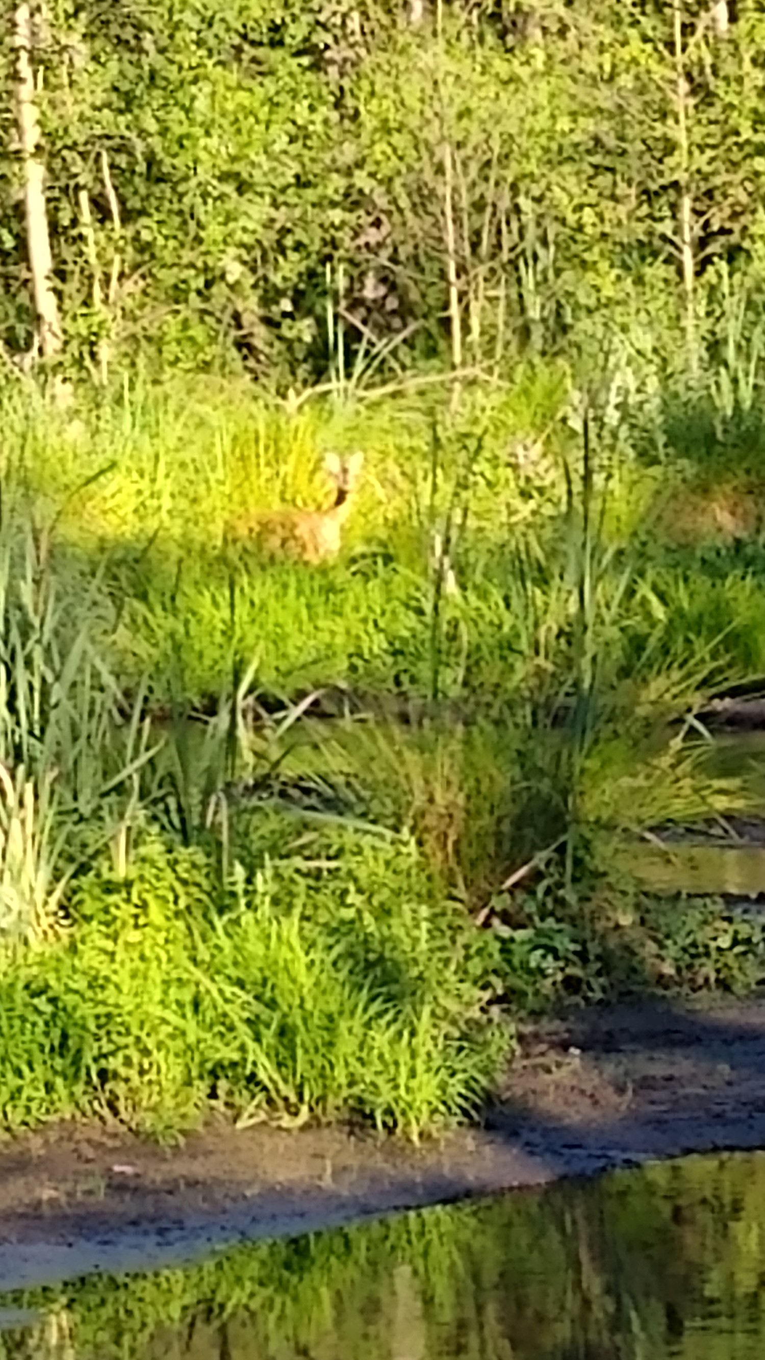 livebirdspoland_e8c96691f4997a8859a4b5a4af675860.jpg