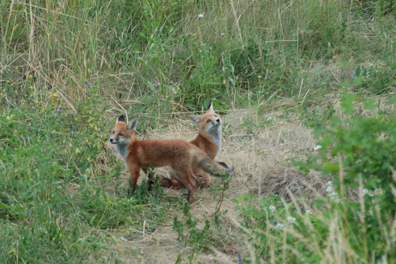 livebirdspoland_976e5205380f2d0911df678e26401ce9.png