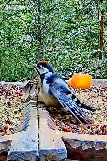 livebirdspoland_7d252525f0152868c56ffc303d7ba336.jpg