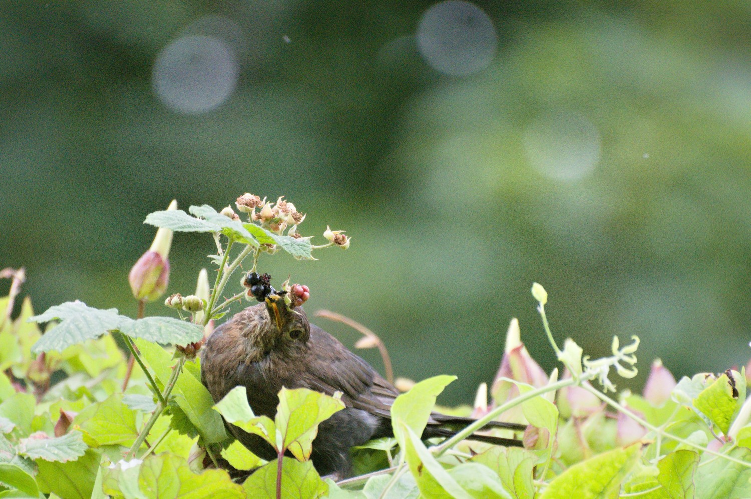 livebirdspoland_13e2d5f7d52677fe0e0134e97ea9e039.jpg