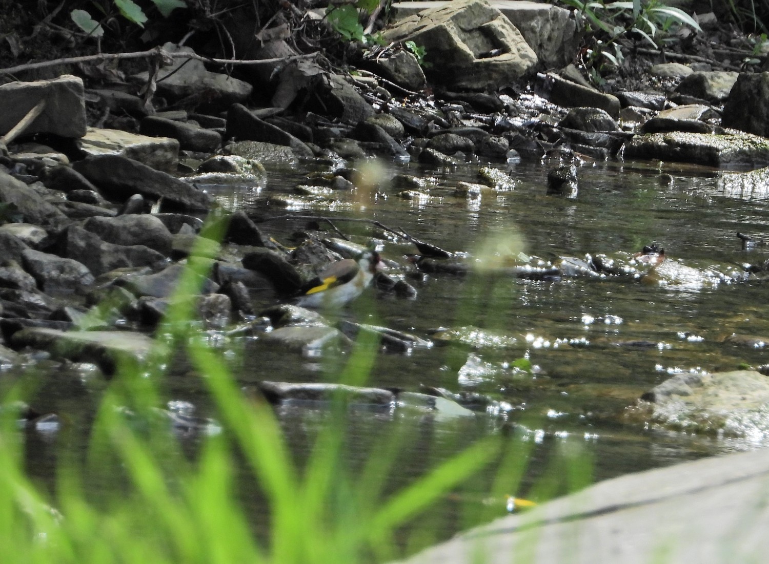livebirdspoland_a2b5b459069aaad3efdc113dbd601bbf.jpg