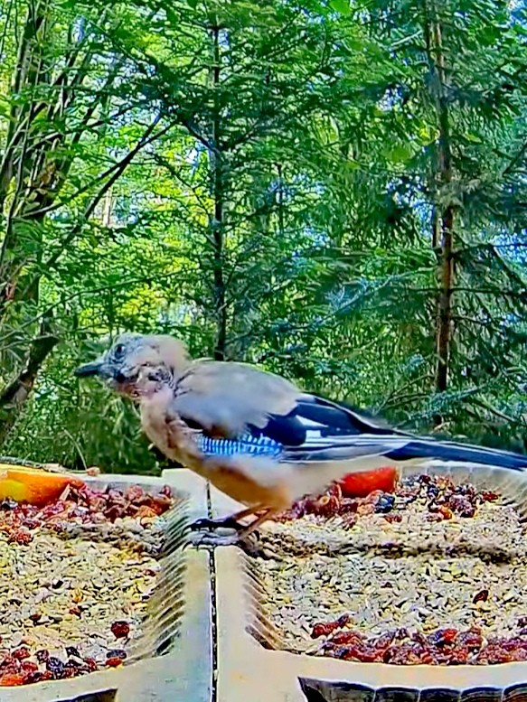 livebirdspoland_6372ab07ab81bfe8e7a1c53bdff74b9e.jpg