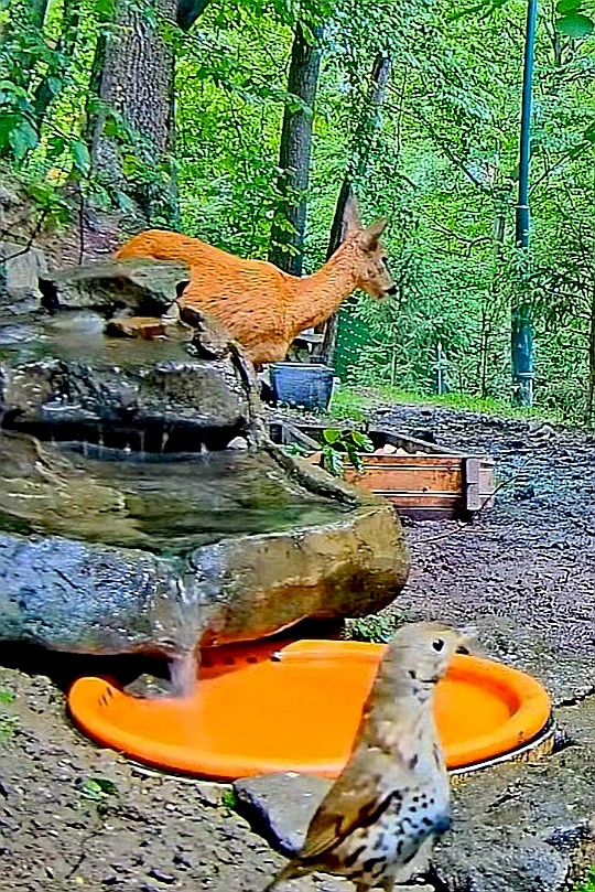 livebirdspoland_e73ae765ac8bef15ba571c27748a85ca.jpg