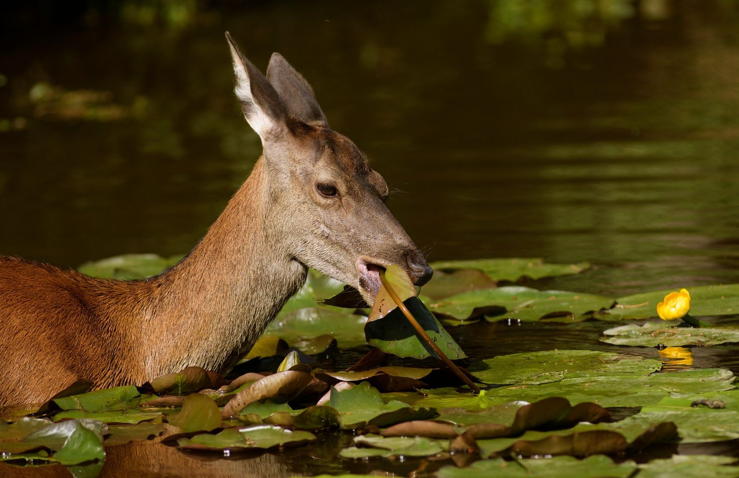 livebirdspoland_4f366bddc2768416e4ba37562d7bc2fc.png