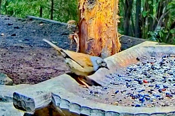 livebirdspoland_b76717acd410823b337ecbb540295ec5.jpg