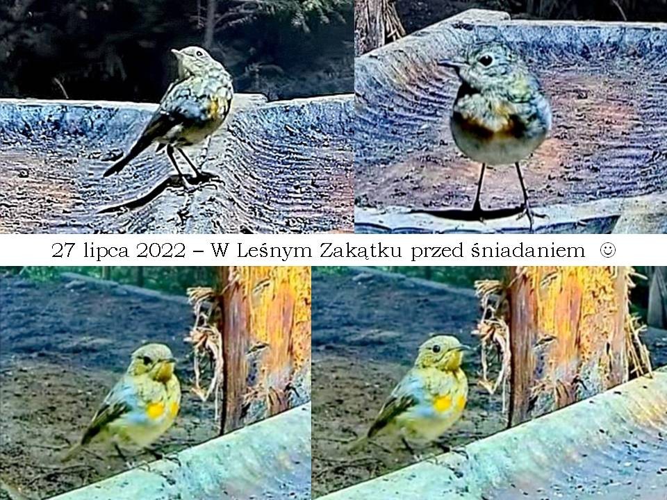 livebirdspoland_71a513a71b67d67a732e42de09e1fe69.jpg
