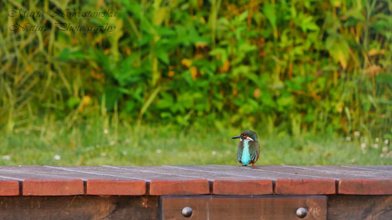 livebirdspoland_f7ac81a90188b60d1e98f9729518b44c.jpg