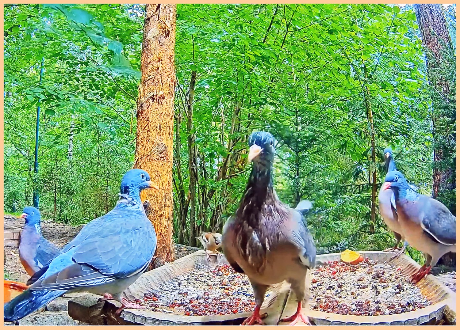 livebirdspoland_7e960452d331d078007d5b147089430a.jpg