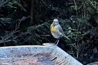 livebirdspoland_5589e2946c4f384505168df95e3540f0.jpg