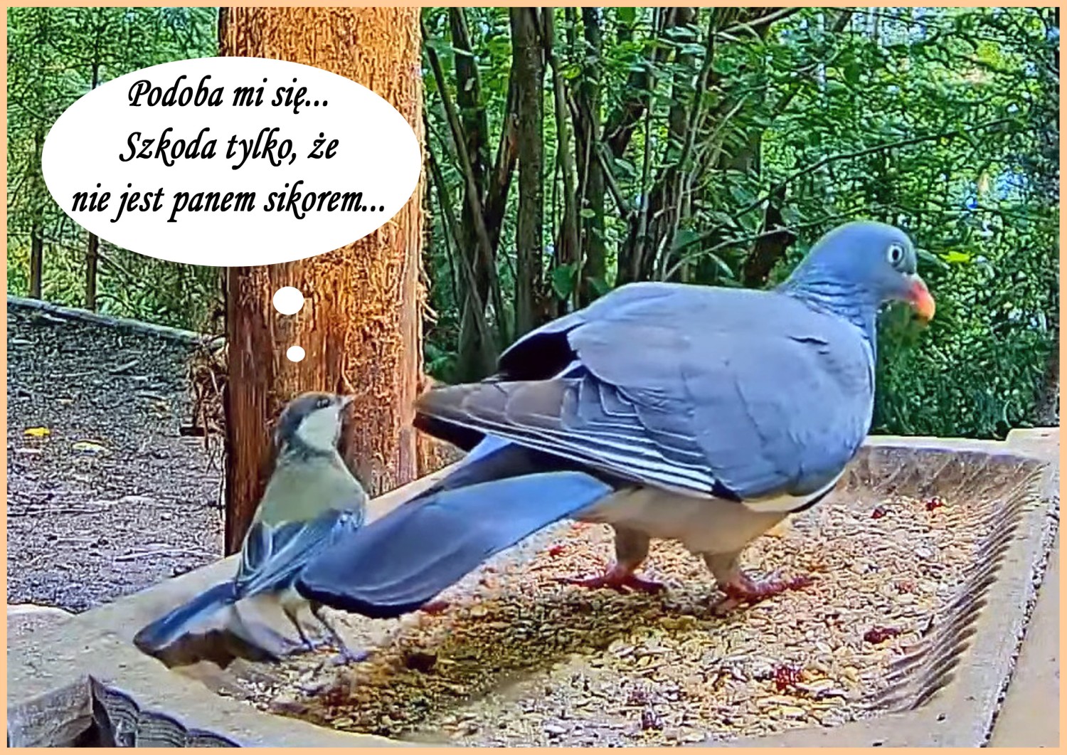 livebirdspoland_8ffdc8ff9b3bf9ce7abe778bb94134fd.jpg