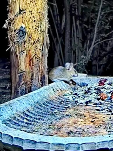 livebirdspoland_c795f081de072f3bc6fbdfd6918e30be.jpg