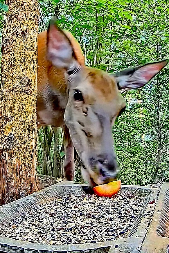 livebirdspoland_a34cf9bbeb2e05b57cb8fdea3ecebf21.jpg