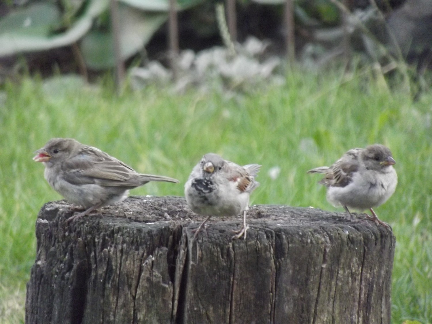 livebirdspoland_97f30e4e36b5ed4d5d6d296f660b0e2c.jpg