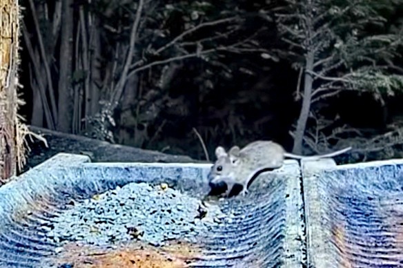 livebirdspoland_97fed38a257e83c07384477f2839a6b9.jpg