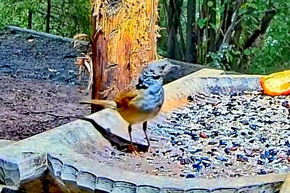 livebirdspoland_66ea42f2c54555340f24e7498a076ad6.jpg