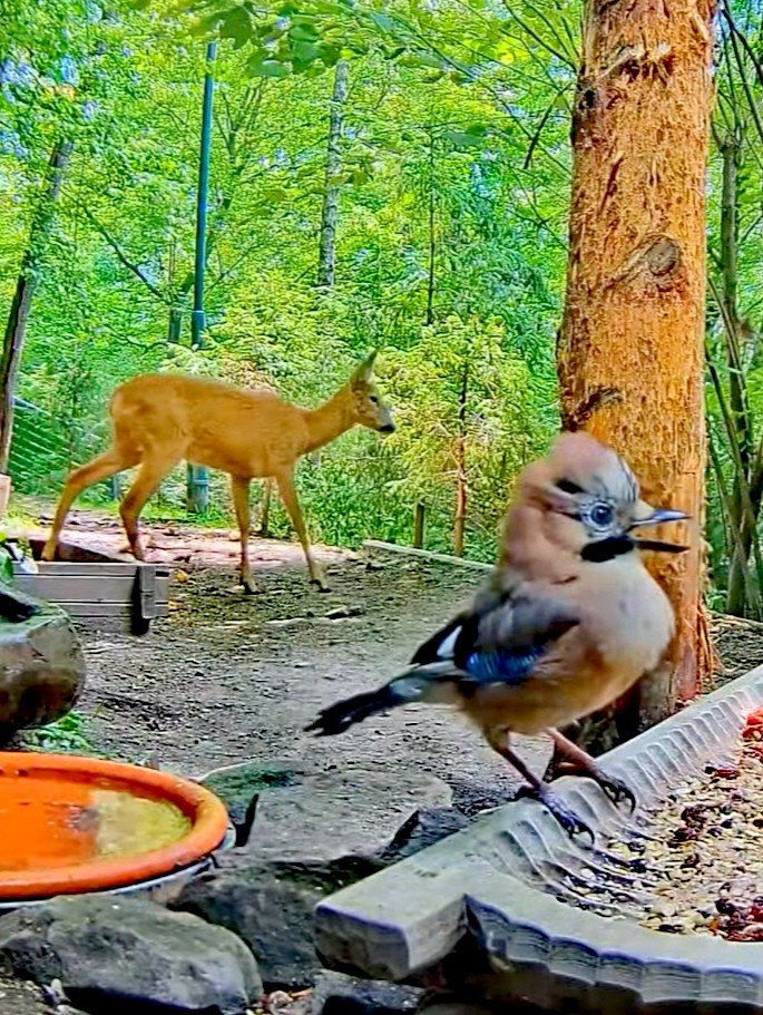 livebirdspoland_64cc3df2a8b6fd39389c44b85902f7ed.jpg