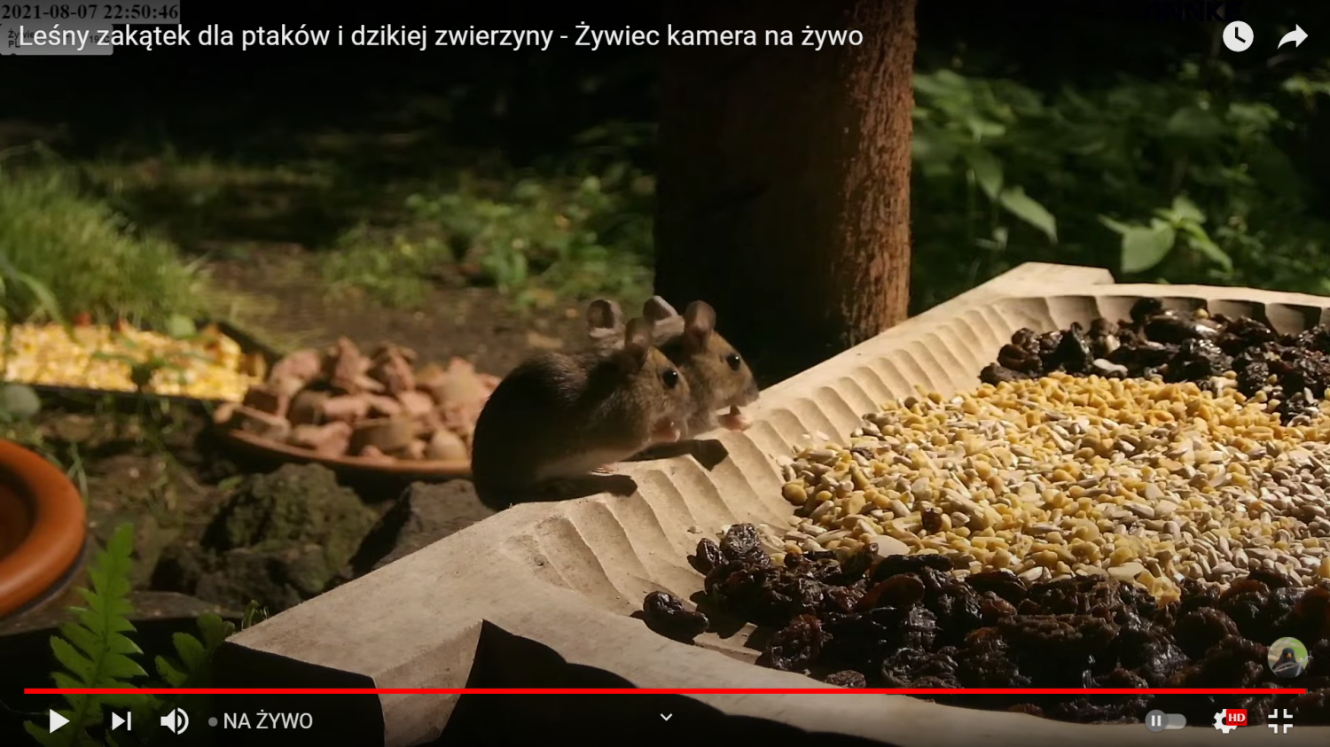 livebirdspoland_2a437bf2951e9f203dce97cc2534c438.png