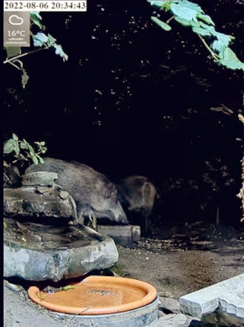 livebirdspoland_3d403538aad46f9dcdc042b0b0aab825.jpg