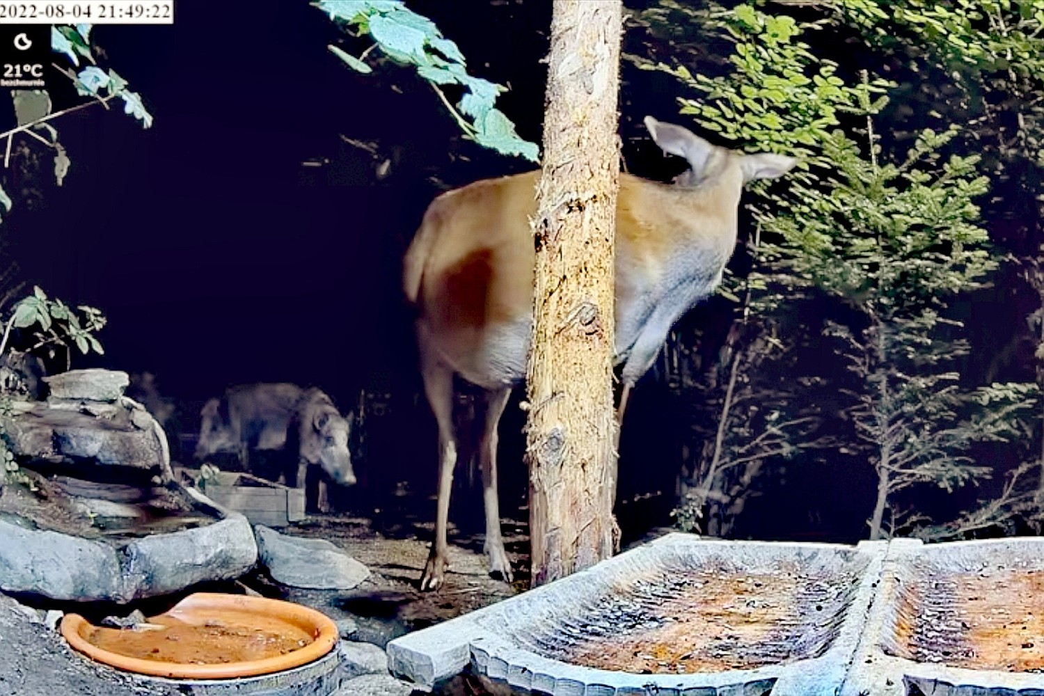 livebirdspoland_448d57d2df5494082b6deff724cd9762.jpg