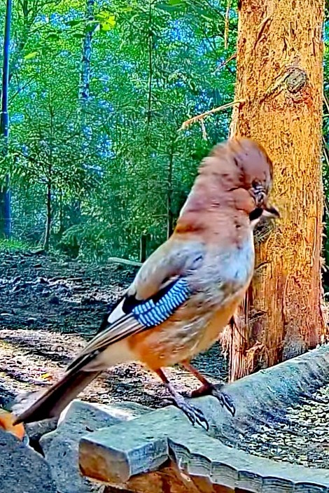 livebirdspoland_c68be407402dfc92285c433d23d57478.jpg