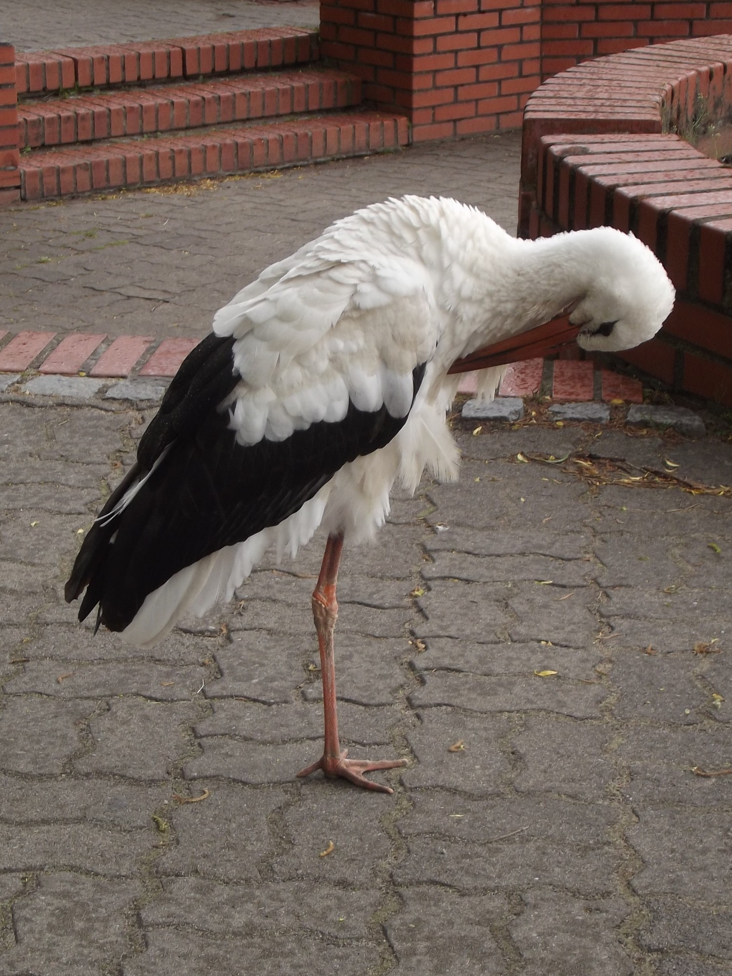 livebirdspoland_f181177f81ef815ea2e0b9a52591e19f.jpg