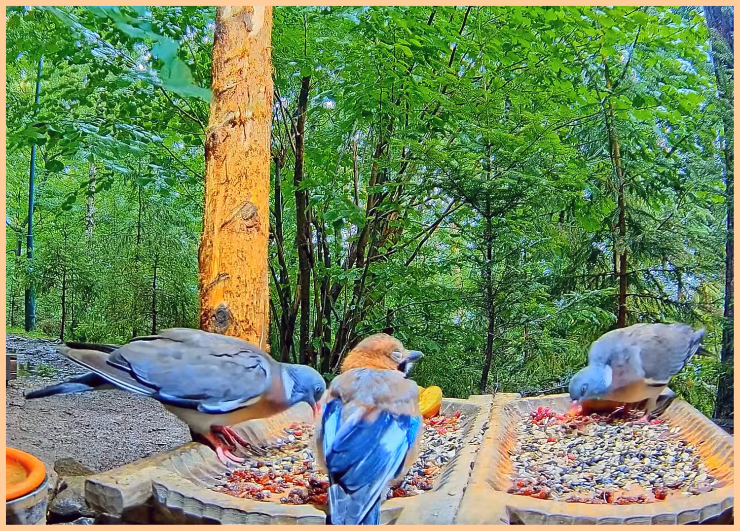 livebirdspoland_94562c8756b1b121312d3bfc16280d32.jpg