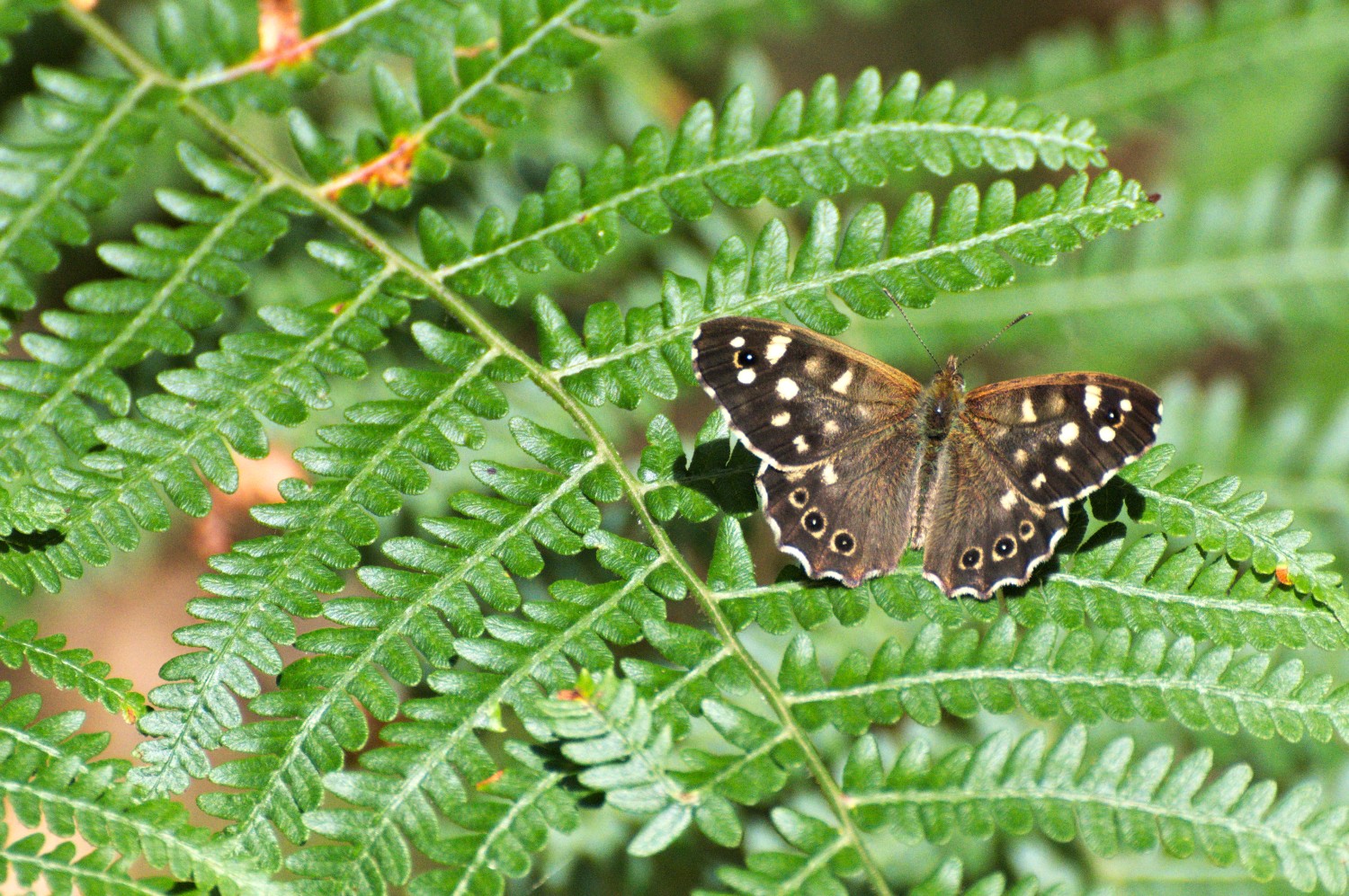 livebirdspoland_7811a1473189bf4d309533f1d74bfea9.jpg