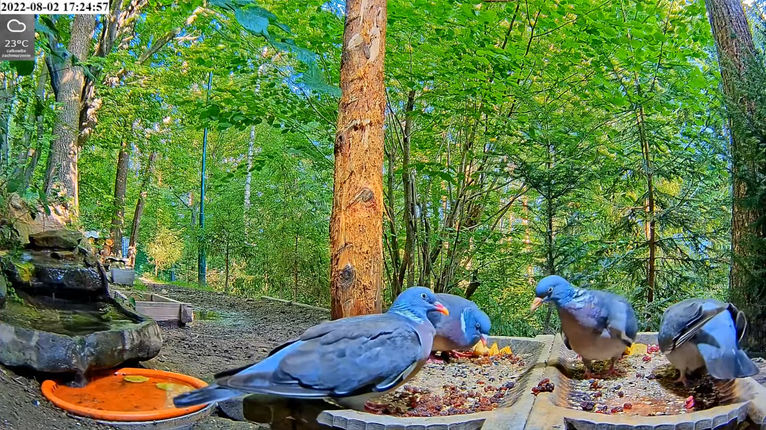 livebirdspoland_30875e2dbe852e3894de9b7c55b7dda3.png