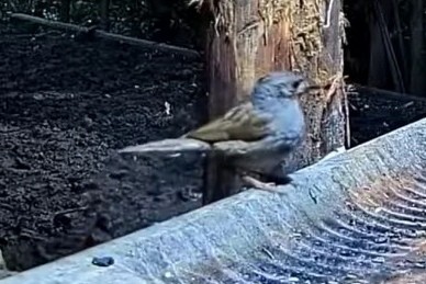 livebirdspoland_bf2c41ed45bd3cf07a56b527898dfc27.jpg