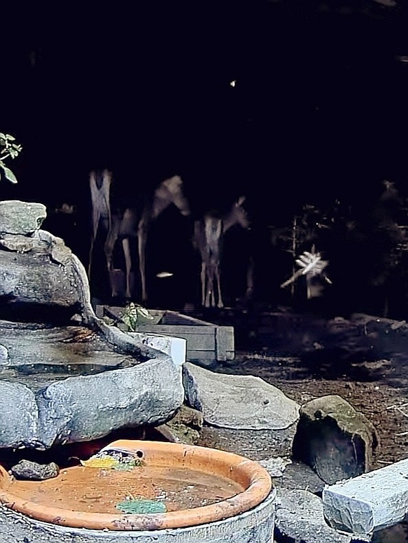 livebirdspoland_8d2fa7411a9823834f3fb1de37f867a1.jpg