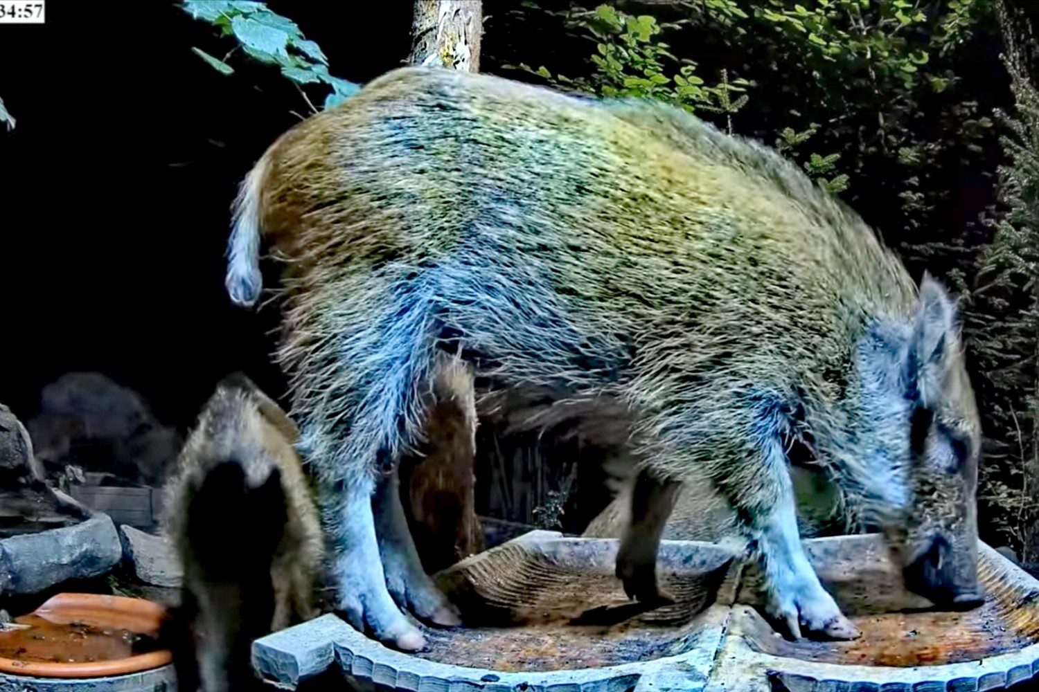 livebirdspoland_ba91c19b588e87904d03f520da95c64d.jpg
