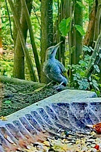 livebirdspoland_241fce98b706f076a50540769a00e5e0.jpg