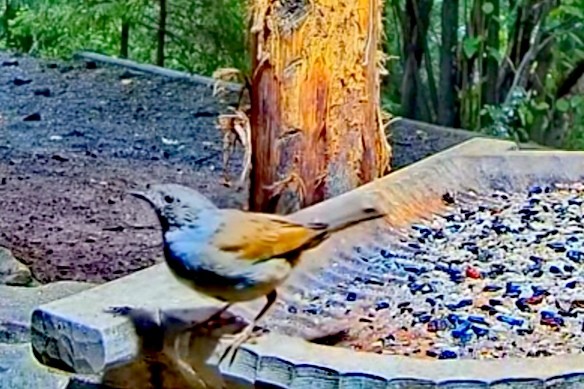 livebirdspoland_dc79a89237aaa592aafa5fb7d223958e.jpg