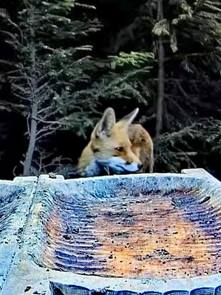 livebirdspoland_56873f25b7efb662bdca101ebfaf71d6.jpg