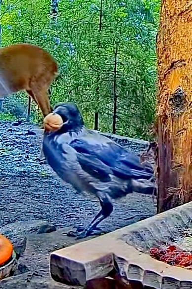 livebirdspoland_9d0bdd952670ee0369da8bbac9b54769.jpg
