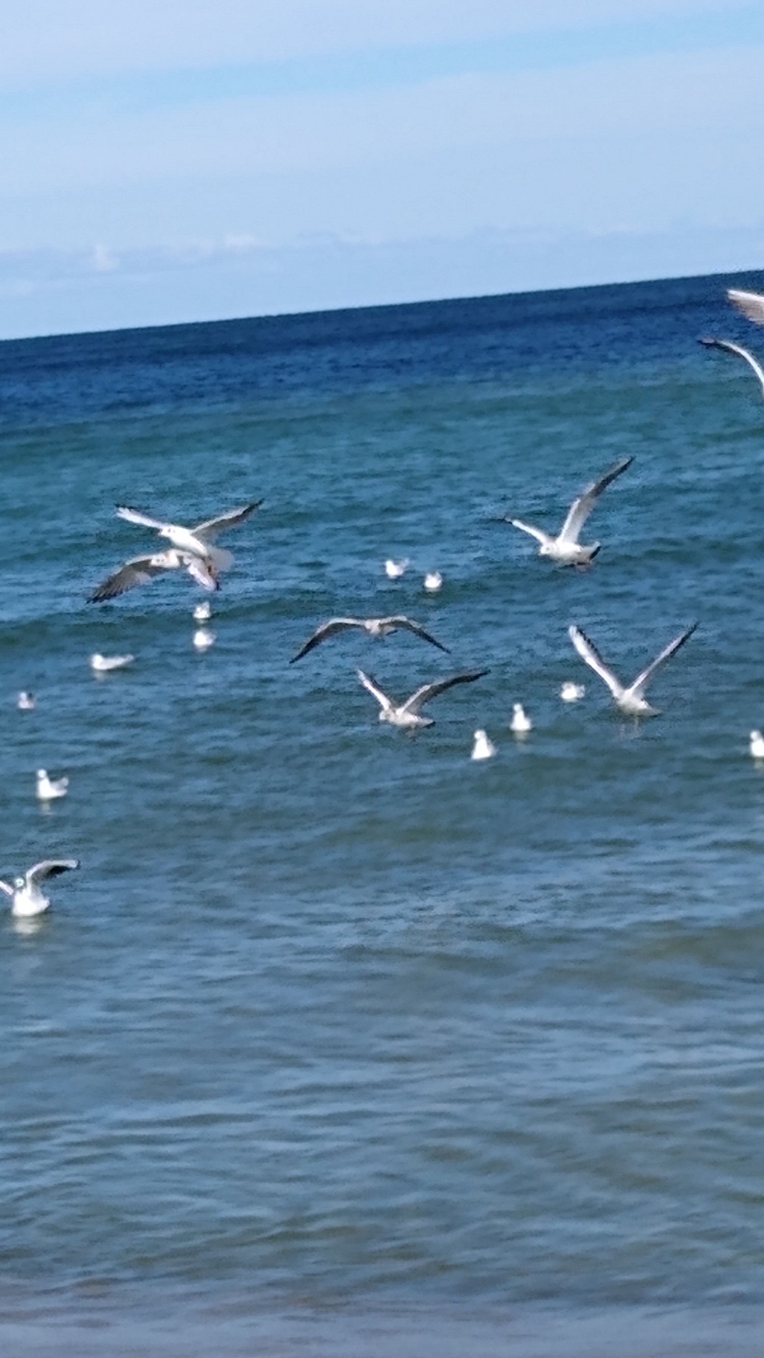 livebirdspoland_8d0d80f8eb95b41cc77c2da18d0cccc7.jpg