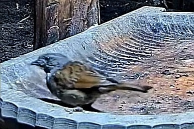 livebirdspoland_8f87e4adbbd5ccea306eaf55cab939f6.jpg