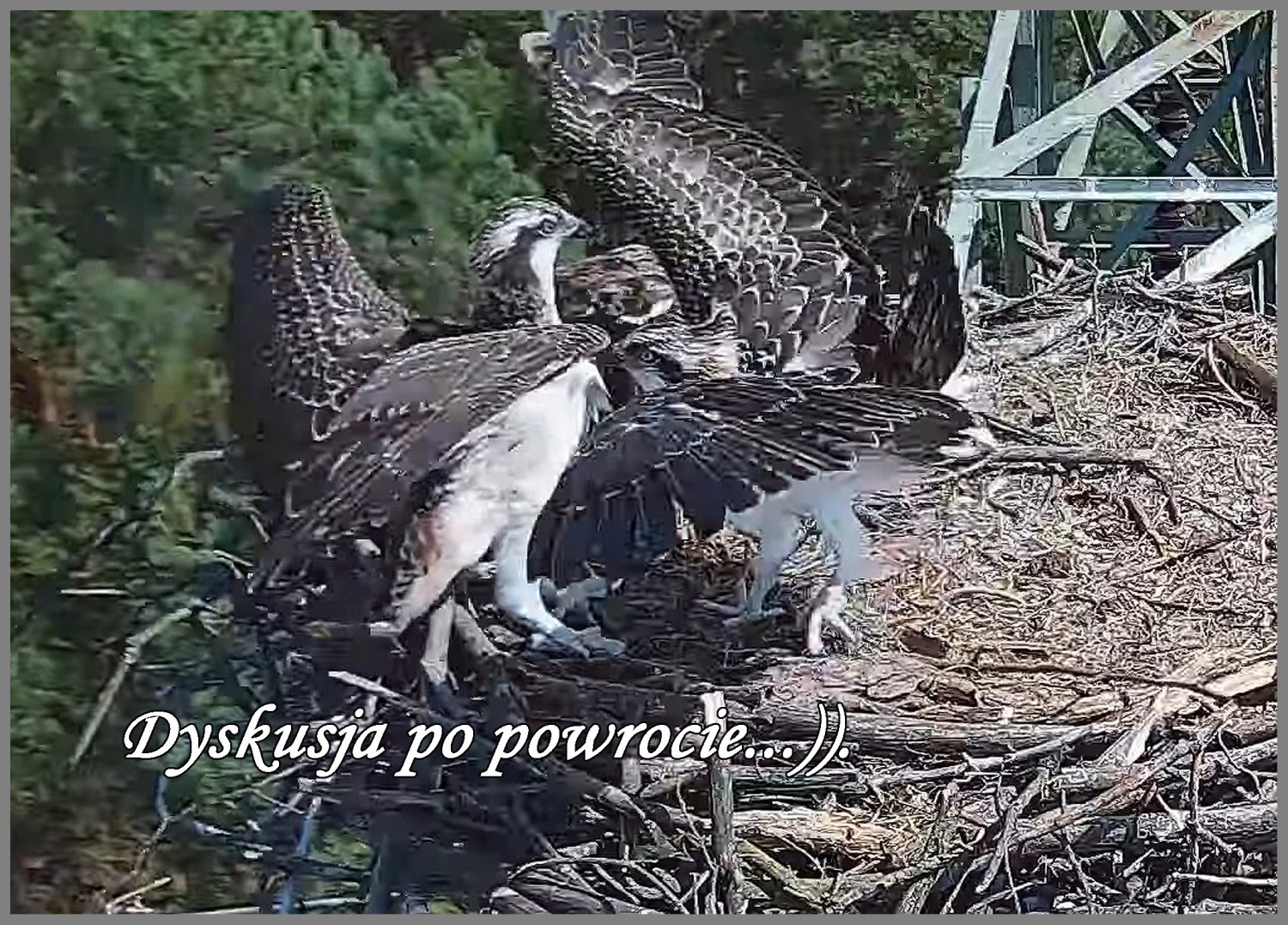 livebirdspoland_39f0a13c3195b3bafb34f1d43c25b27f.jpg