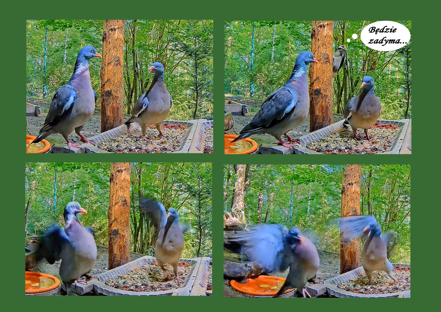 livebirdspoland_24f56a6c2e927ecebd443b19be5cb370.jpg