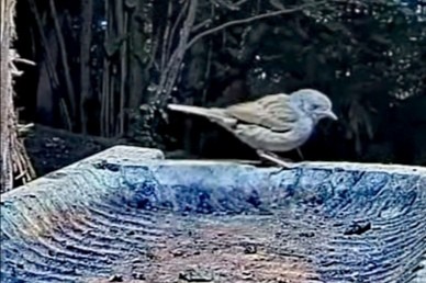 livebirdspoland_817cd2daf88c9454a5bf5f4d23b86286.jpg