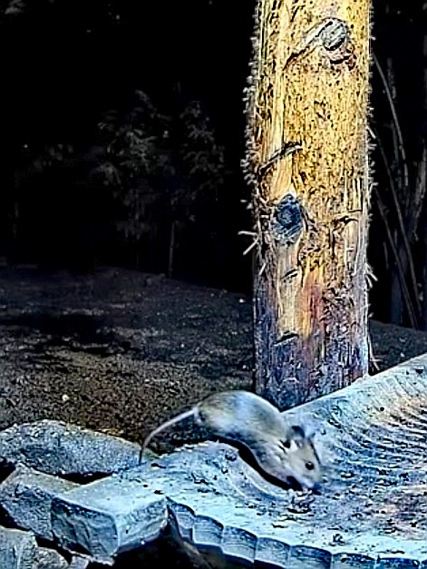 livebirdspoland_3d640b3c89e6decc6308d604d866655d.jpg