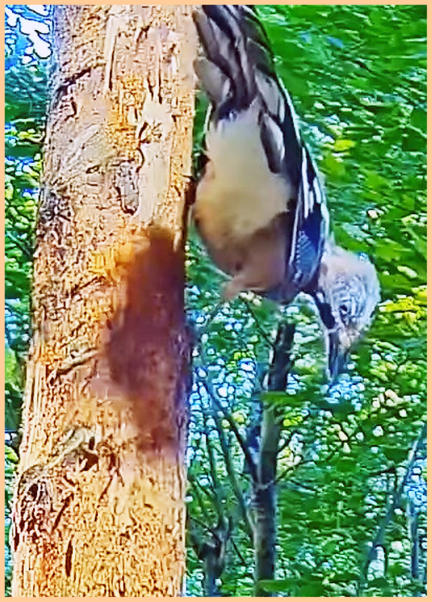livebirdspoland_b51cce280b0ede9d57535b7e5adbabde.jpg