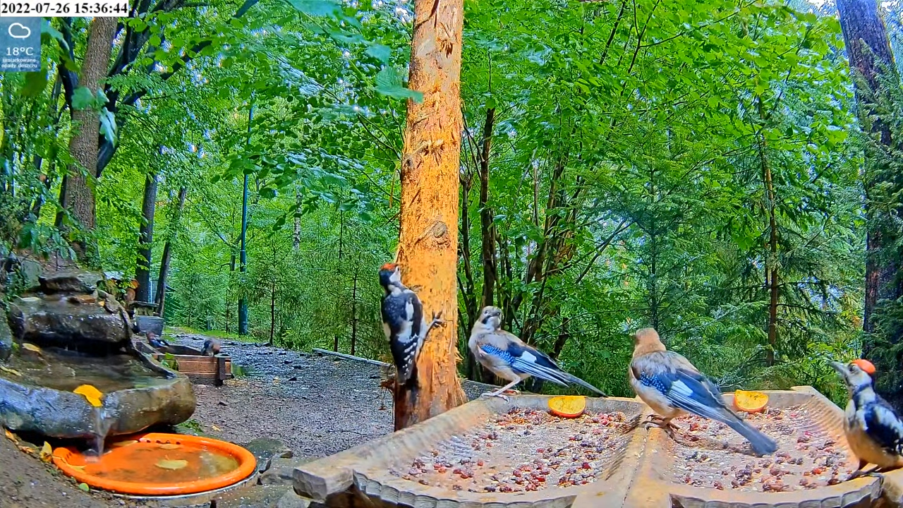 livebirdspoland_c045a971ce3db0e1efd962c8da180826.png