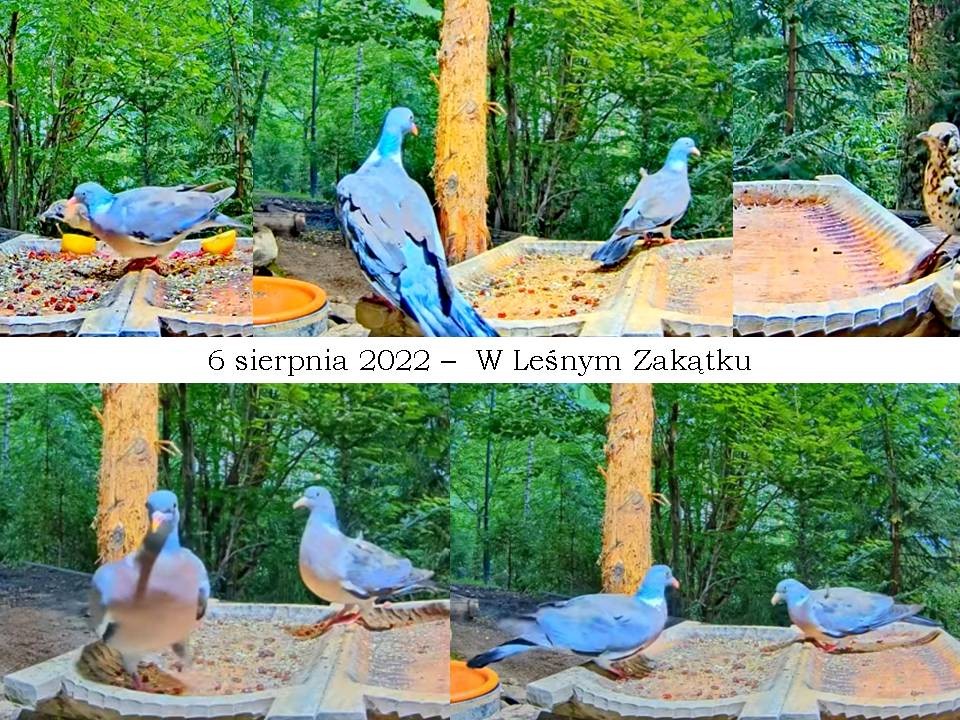 livebirdspoland_45ca90a94326c950f57ce59c0e5a86b6.jpg