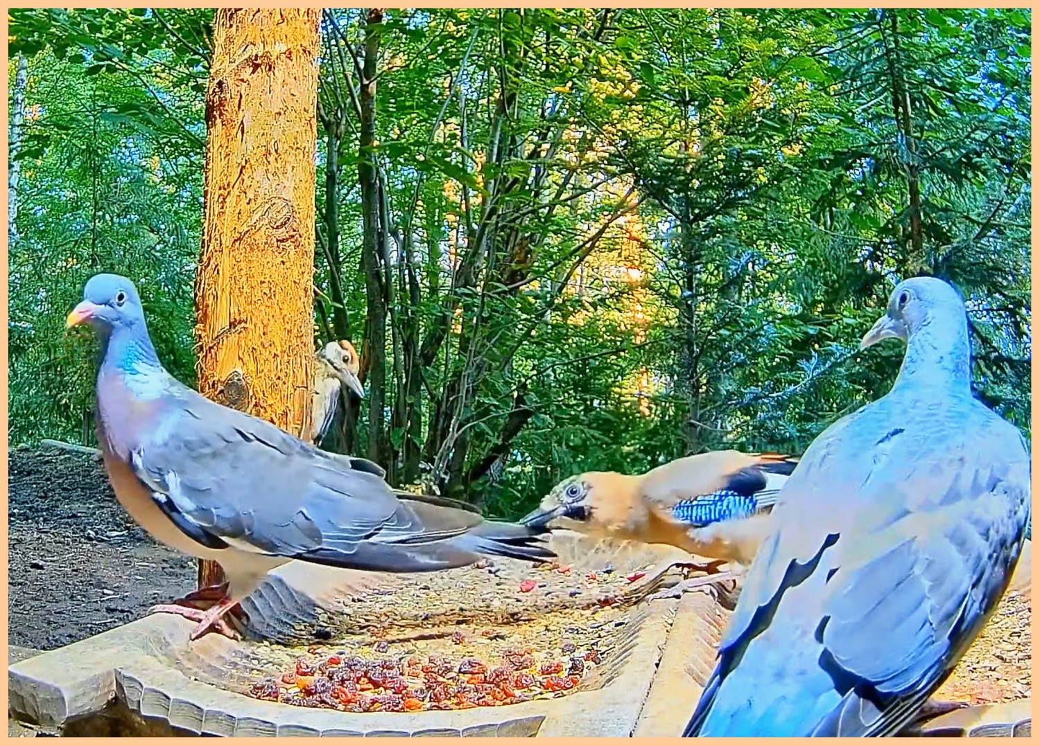 livebirdspoland_12d786c3a473ed9e6642f7c83031a3b0.jpg