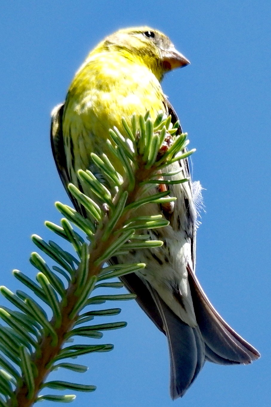 livebirdspoland_c55229980da2755a317c90602ad8dd52.jpg