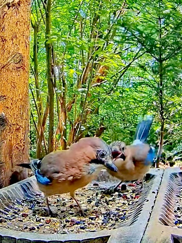 livebirdspoland_53725844672fba085cabf5651d0aea86.jpg